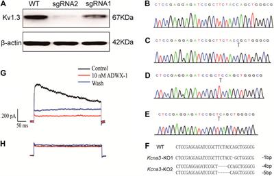 Loureirin B Exerts its Immunosuppressive Effects by Inhibiting STIM1/Orai1 and KV1.3 Channels